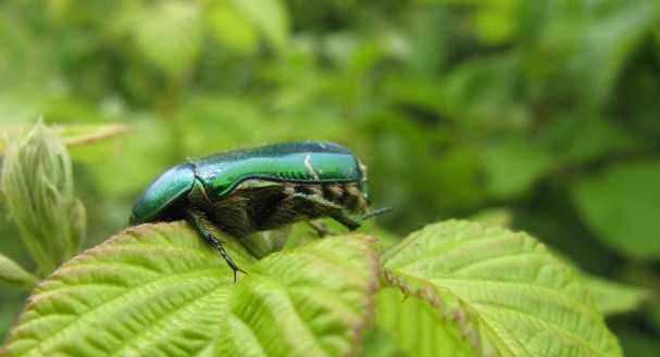 Coleotteri dei Colli Euganei 1